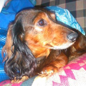 Meet your Posher, Cameron